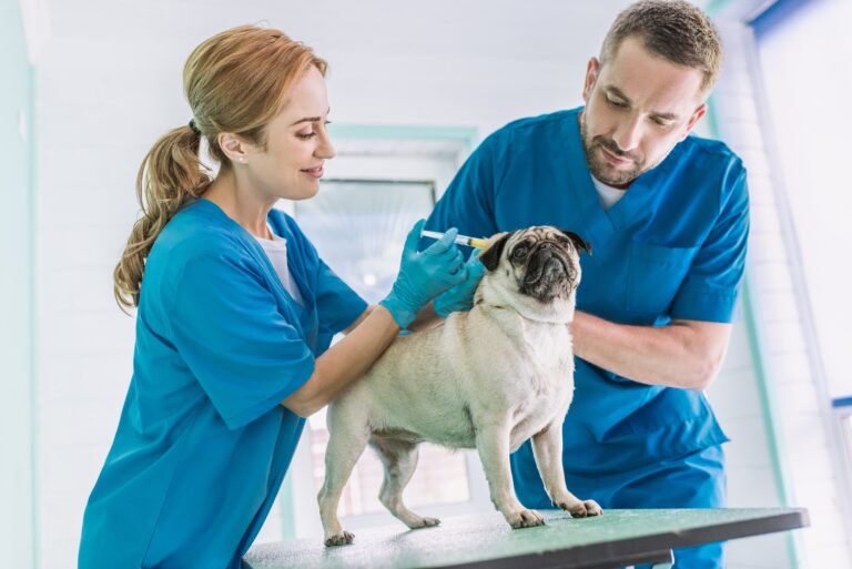 Two Veterinarians Making Injection To Pug Dog At Veterinary Clinic 768x513