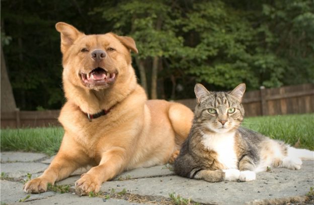 dog & cat